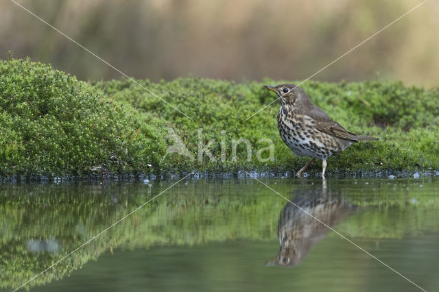 Zanglijster (Turdus philomelos)