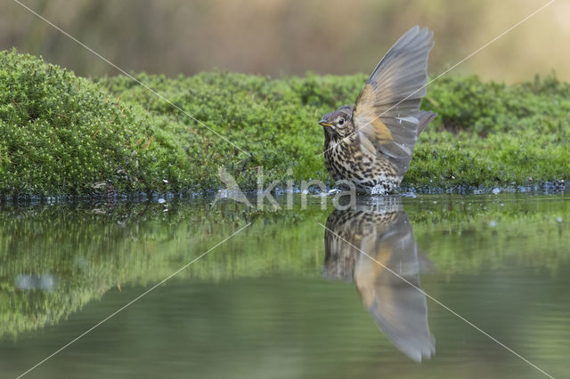 Zanglijster (Turdus philomelos)