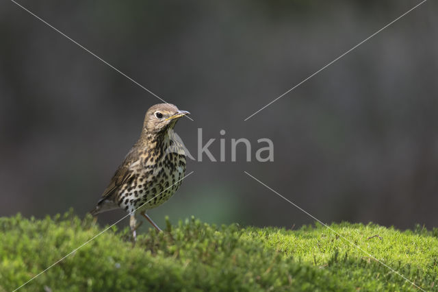 Zanglijster (Turdus philomelos)