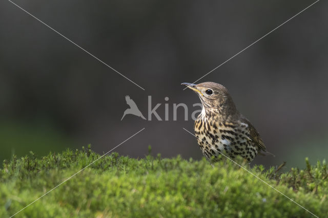 Song Thrush (Turdus philomelos)