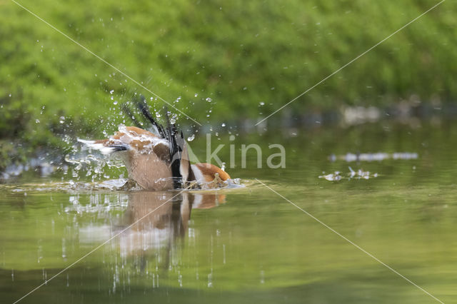 Hawfinch (Coccothraustes coccothraustes)