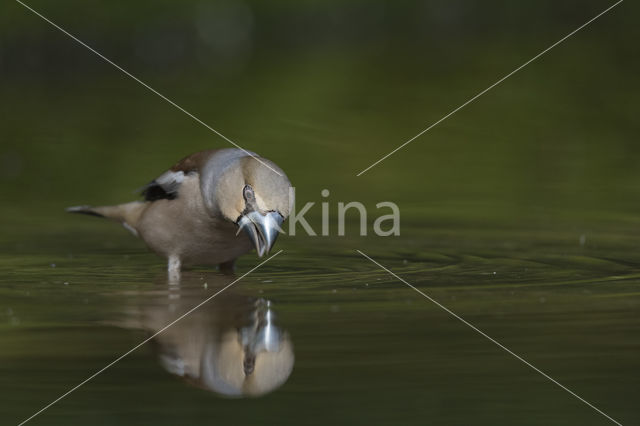 Hawfinch (Coccothraustes coccothraustes)