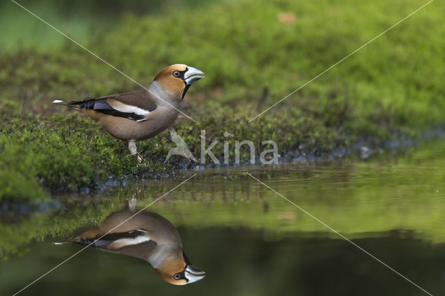 Hawfinch (Coccothraustes coccothraustes)