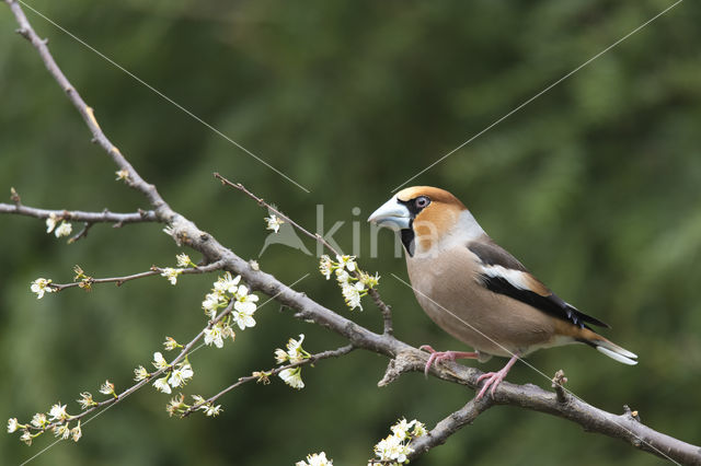 Appelvink (Coccothraustes coccothraustes)