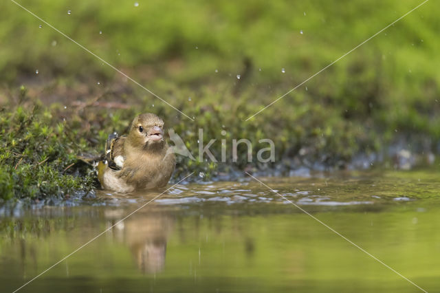 Vink (Fringilla coelebs)