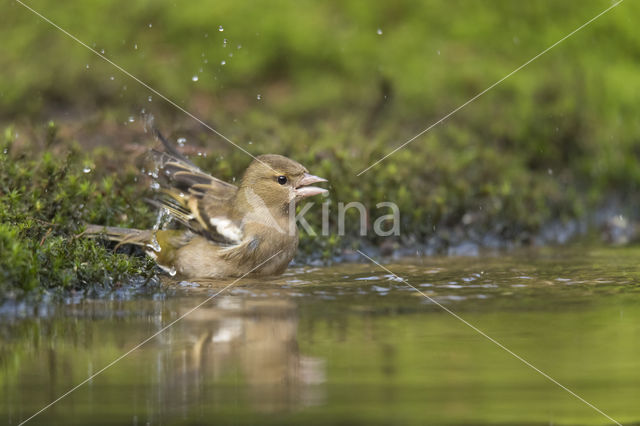 Chaffinch (Fringilla coelebs)