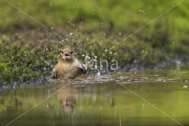 Vink (Fringilla coelebs)