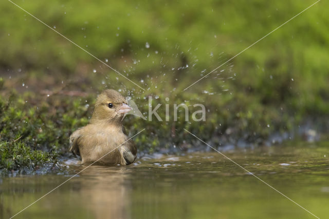 Vink (Fringilla coelebs)