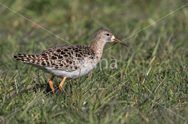 Kemphaan (Philomachus pugnax)