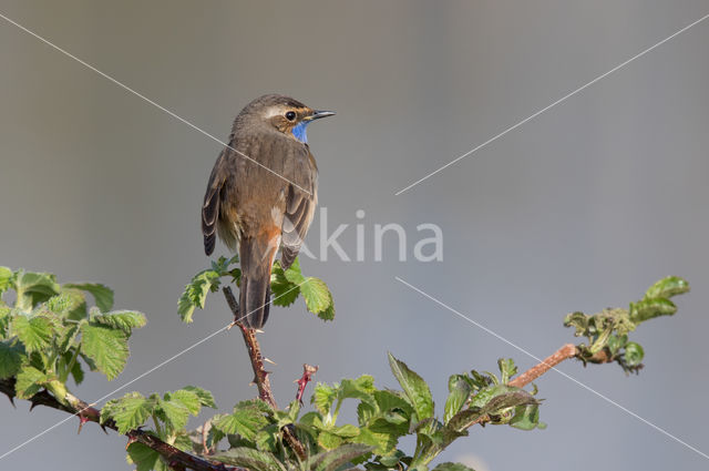 Blauwborst (Luscinia svecica)