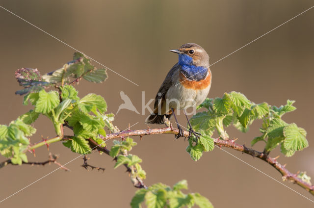 Blauwborst (Luscinia svecica)