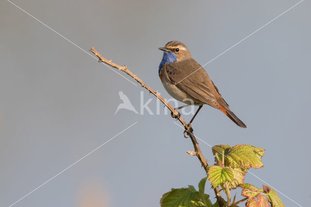 Blauwborst (Luscinia svecica)