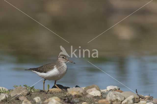 Oeverloper (Actitis hypoleucos)