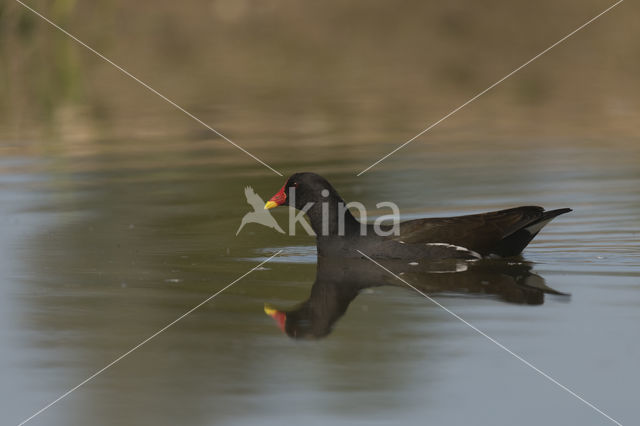 Waterhoen (Gallinula chloropus)