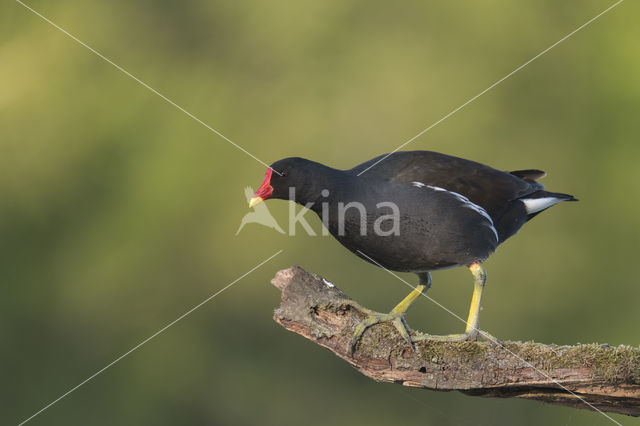 Common Moorhen (Gallinula chloropus)