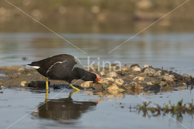 Waterhoen (Gallinula chloropus)