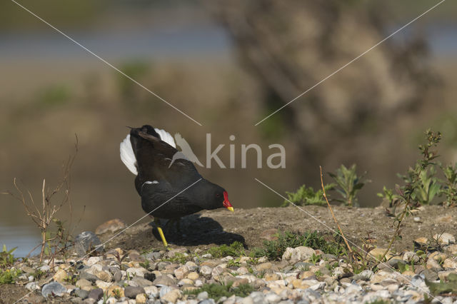 Waterhoen (Gallinula chloropus)