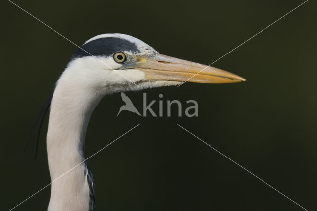 Grey Heron (Ardea cinerea)