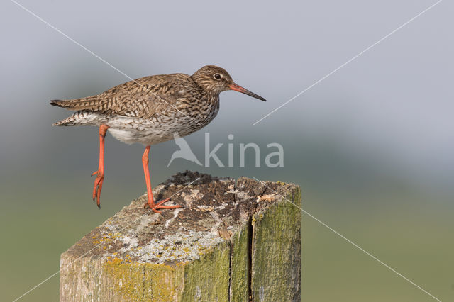 Common Redshank (Tringa totanus)