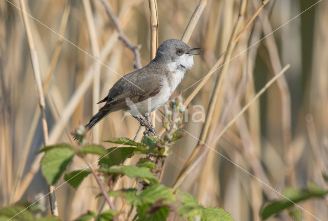 Braamsluiper (Sylvia curruca)