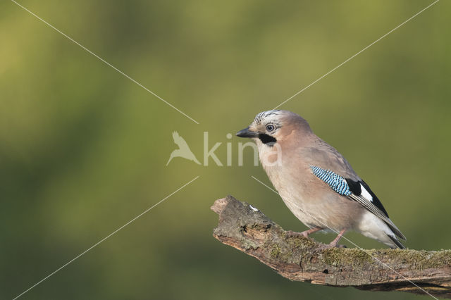 Eurasian Jay (Garrulus glandarius)