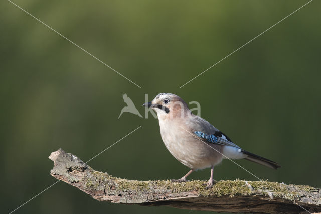 Eurasian Jay (Garrulus glandarius)