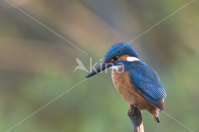 IJsvogel (Alcedo atthis)