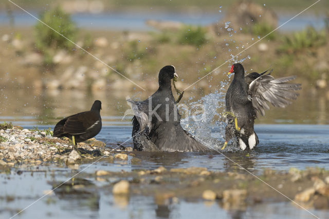 Common Coot (Fulica atra)