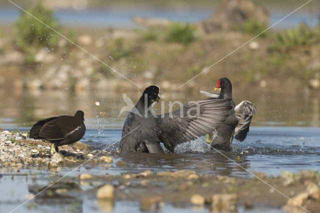 Common Coot (Fulica atra)