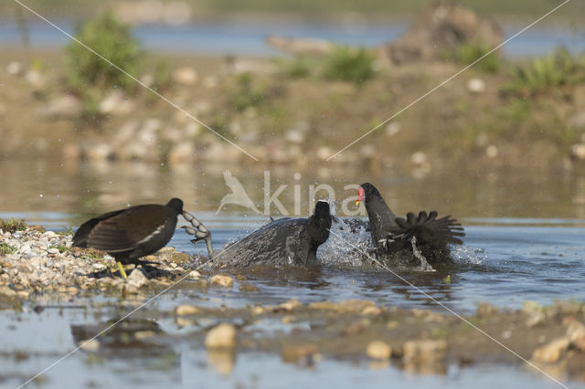 Meerkoet (Fulica atra)