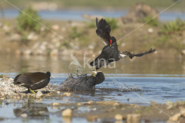 Common Coot (Fulica atra)