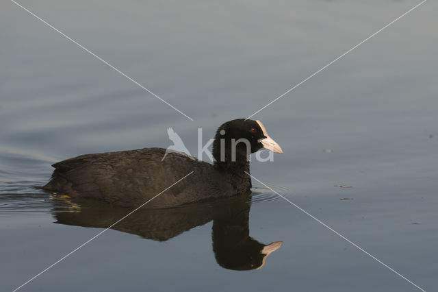 Meerkoet (Fulica atra)