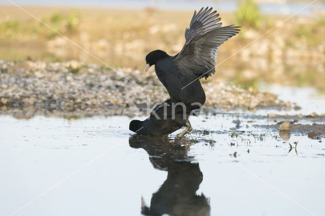 Meerkoet (Fulica atra)