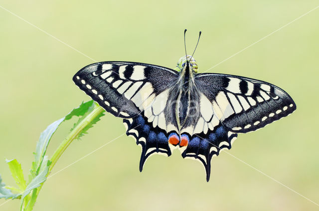 Koninginnepage (Papilio machaon)