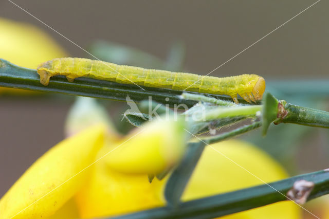 Herfstbremspanner (Chesias legatella)