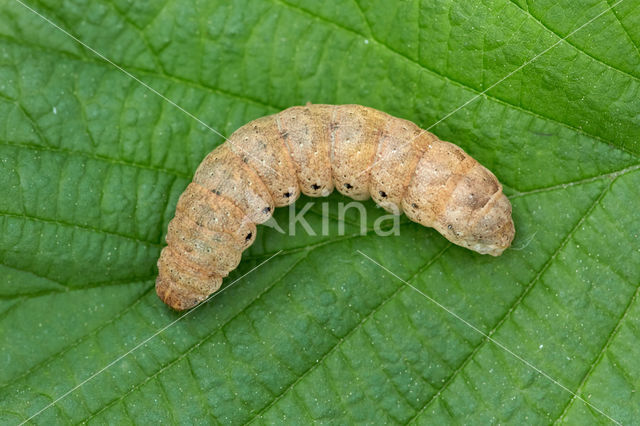 Broad-bordered Yellow Underwing (Noctua fimbriata)