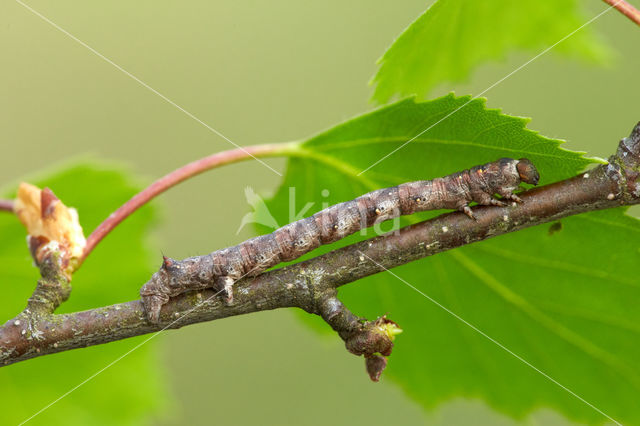 Gepluimde spanner (Colotois pennaria)