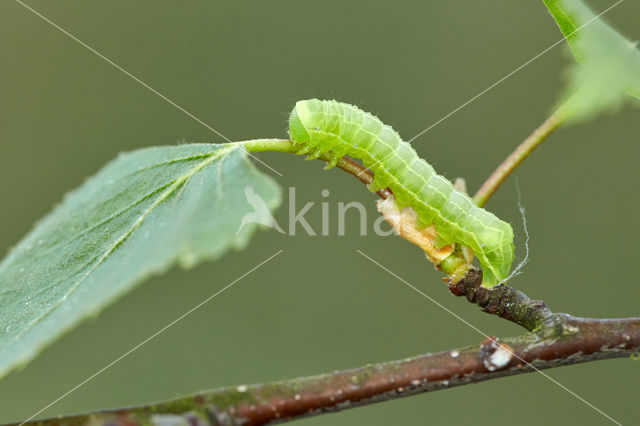 Kromzitter (Asteroscopus sphinx)