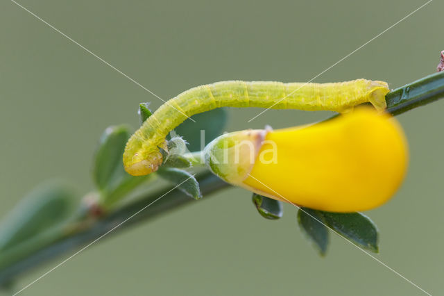 Herfstbremspanner (Chesias legatella)