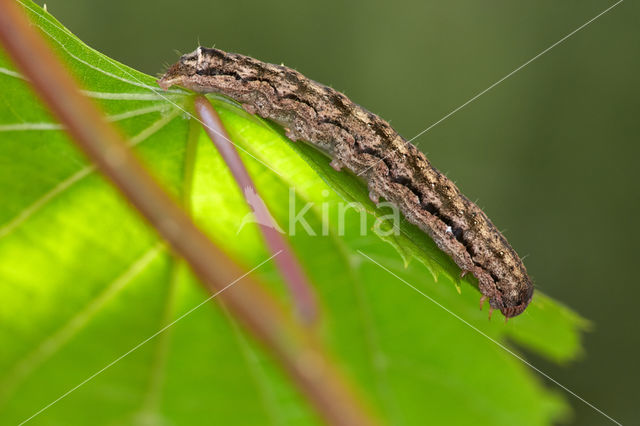 Twin-spotted Quaker (Orthosia munda)