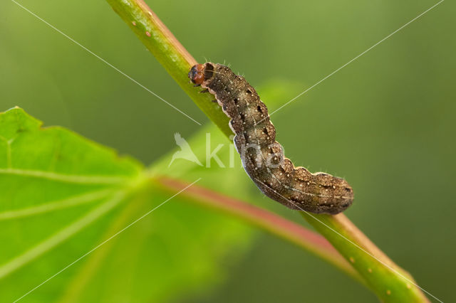 Lindegouduil (Xanthia citrago)