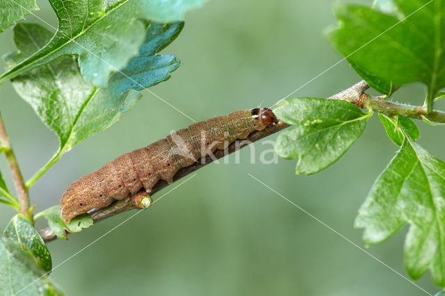 Zwartvlekwinteruil (Conistra rubiginosa)