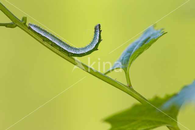 Oranjetipje (Anthocharis cardamines)