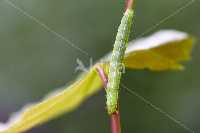 The Dun-bar (Cosmia trapezina)