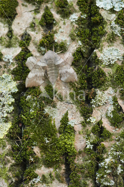 Poplar Hawk-moth (Laothoe populi)