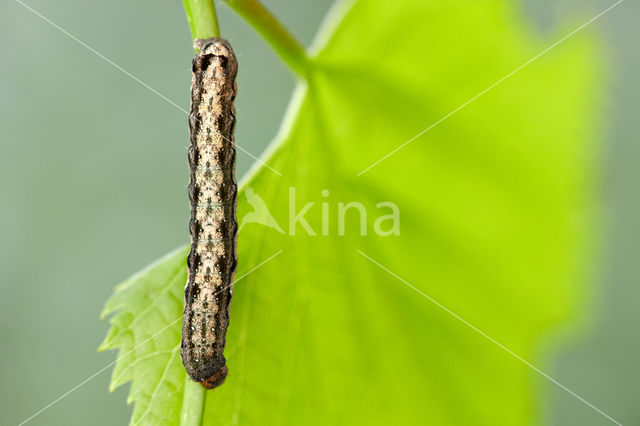 Twin-spotted Quaker (Orthosia munda)