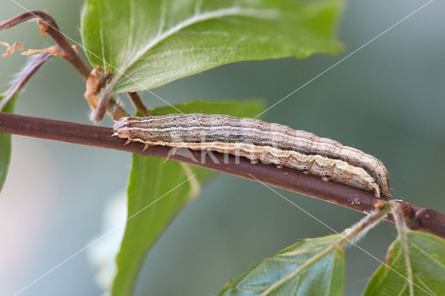 Kleine huismoeder (Noctua interjecta)