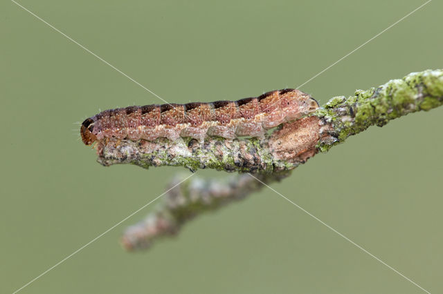 Bruine herfstuil (Agrochola circellaris)