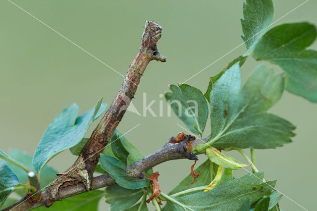 Scalloped Oak (Crocallis elinguaria)