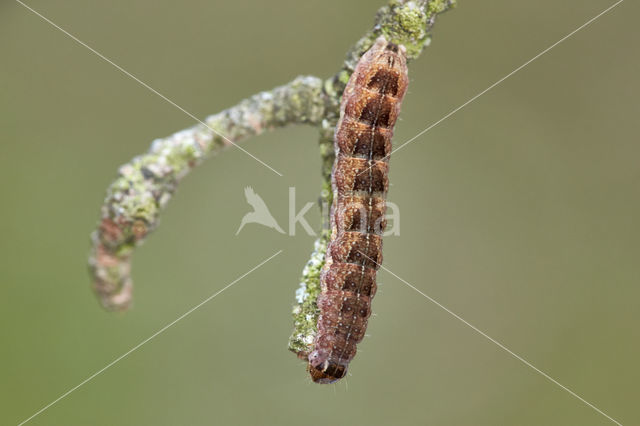 Brick (Agrochola circellaris)